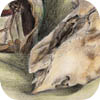 coloured pencil observational drawing